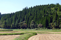 作業場の周囲に広がる小国杉の森。明治時代に吉野杉の苗を植林し、挿し木をしながら大切に育てて今に至る。直径1mほどの大きなものもあり、吉野以上に原種に近い姿で残っているという説もある