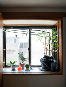 和室の出窓は水耕栽培のミニトマトのスペース。内窓がついていたら、こんな楽しみ方はちょっと難しいかもしれない。