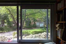桜を始め、構内の緑がいっぱいに広がる西側の窓。防火地域外のため、ガラスにワイヤーが入ることもなく視界はいつも良好。窓の中に一枚の絵が生まれる